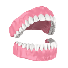 illustration of dentures