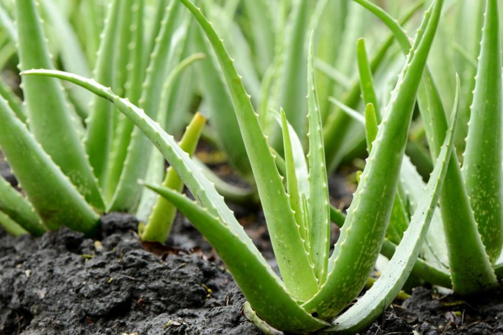 aloe vera and toothache